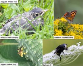 August nature thumbnail