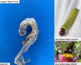 August nature thumbnail