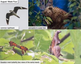 August nature thumbnail