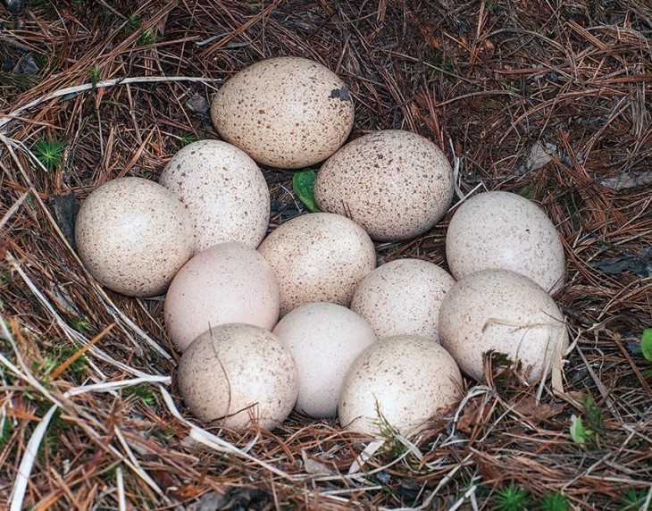 Turkey eggs