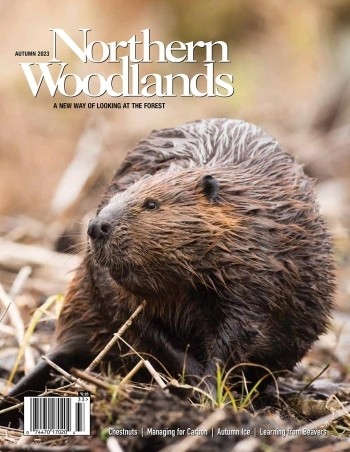 Photo by Roger Irwin Autumn 2023 cover  by Northern Woodlands