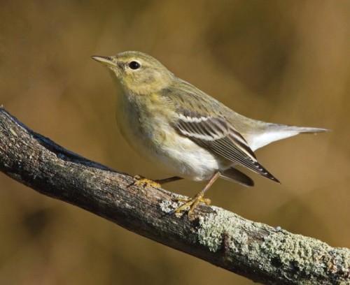 Blackpoll warbler