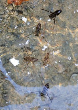 backswimmers-Mary-holland-web.jpg thumbnail