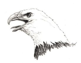 bald_eagle.jpg thumbnail