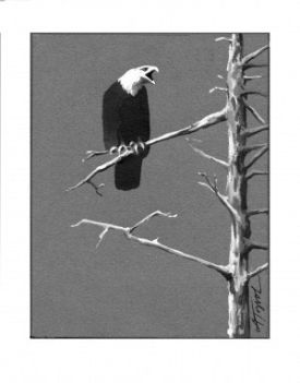 Bald_eagles.jpg thumbnail