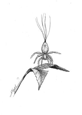 Ballooning_spider.jpg thumbnail