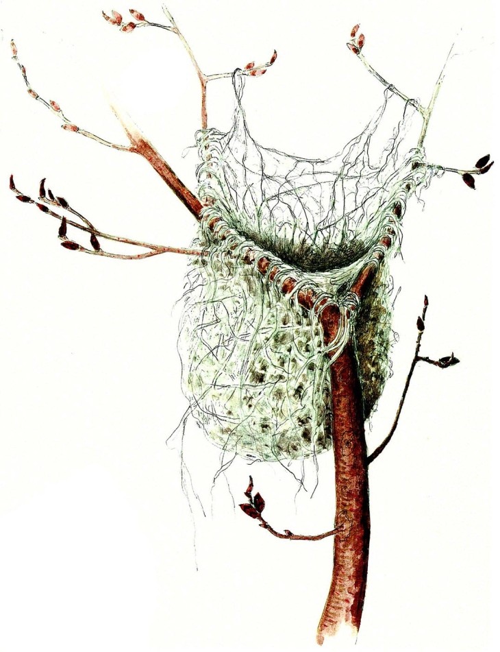 Baltimore oriole nest