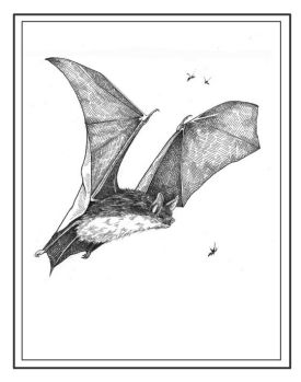 batspix_800.jpg thumbnail