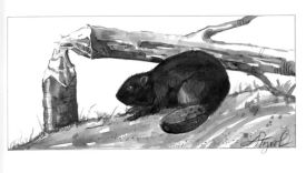beaver_1.jpg thumbnail