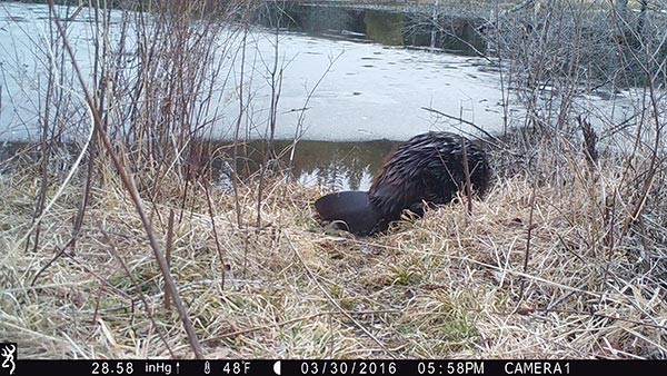 beaver_game_camera_10.jpg