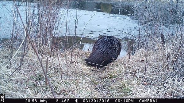 beaver_game_camera_13.jpg