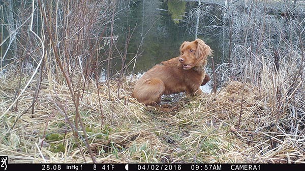 beaver_game_camera_27.jpg