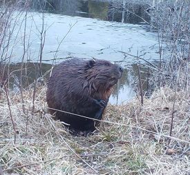 beaver_game_camera_head.jpg thumbnail