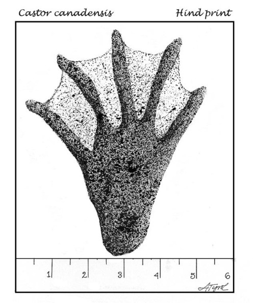 beaver_hind_paw_copy.jpg