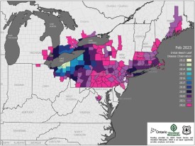 Beech leaf disease thumbnail