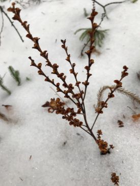 Beechdrops 1 thumbnail