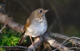 Bicknells thrush thumbnail