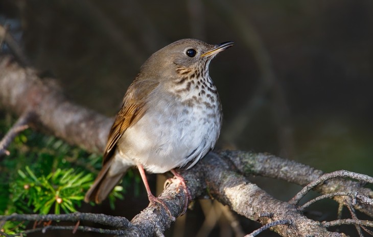 Bicknells thrush