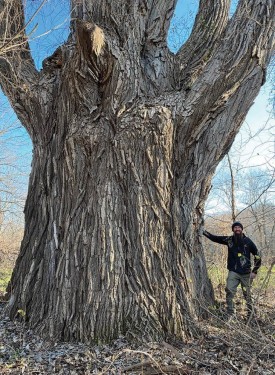 Big cottonwood thumbnail