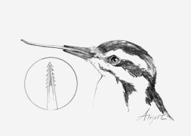 bird_tongue.jpg thumbnail