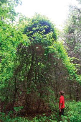 bitter1.jpg thumbnail