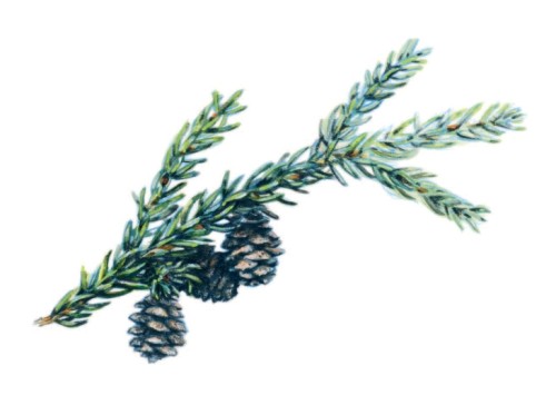 Black spruce