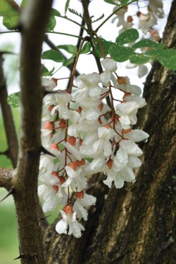 Black_locust_flowers.jpg