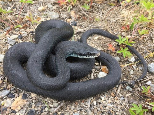 Black Racer Snake