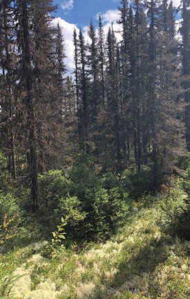 Black spruce thumbnail