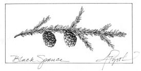Black_Spruce_web.jpg thumbnail