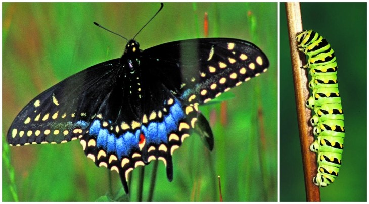 Black swallowtail