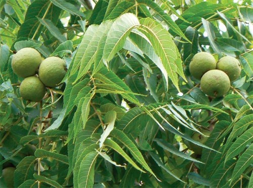 black_walnut_1.jpg