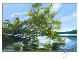 Black willow thumbnail