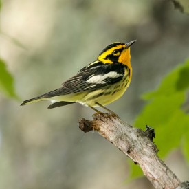 Blackburnian warbler thumbnail
