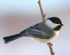 blackcap.jpg thumbnail
