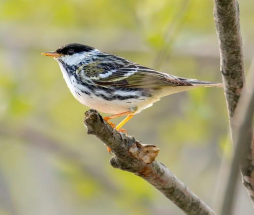 Blackpoll warbler