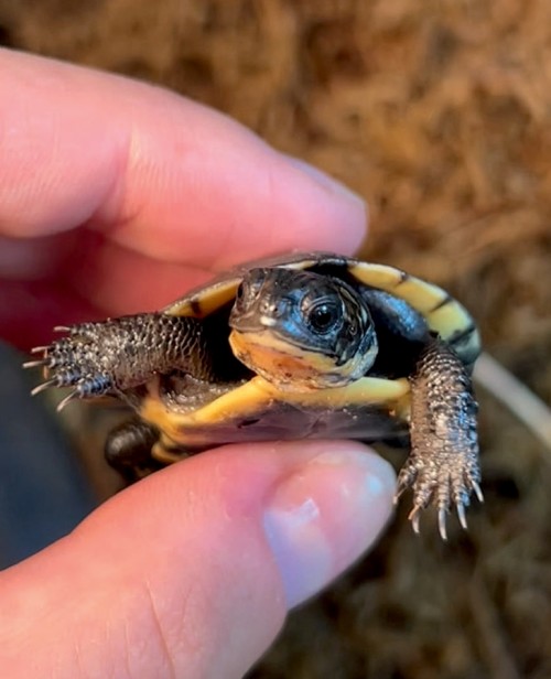 Blanding turtle hatchling