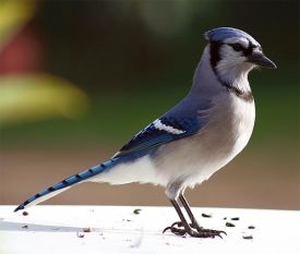 blue_jay_delivery.jpg thumbnail