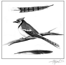 Blue_Jay_web.jpg thumbnail