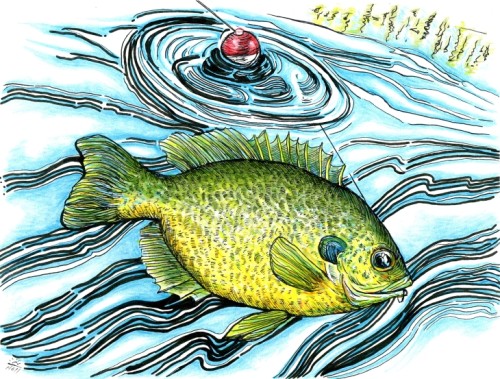 Bluegill fish