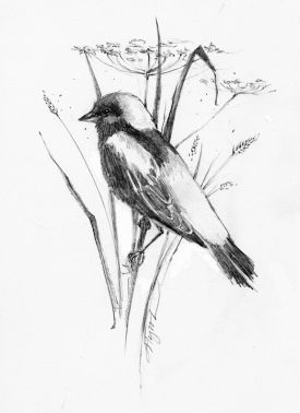 Bobolink.jpg thumbnail