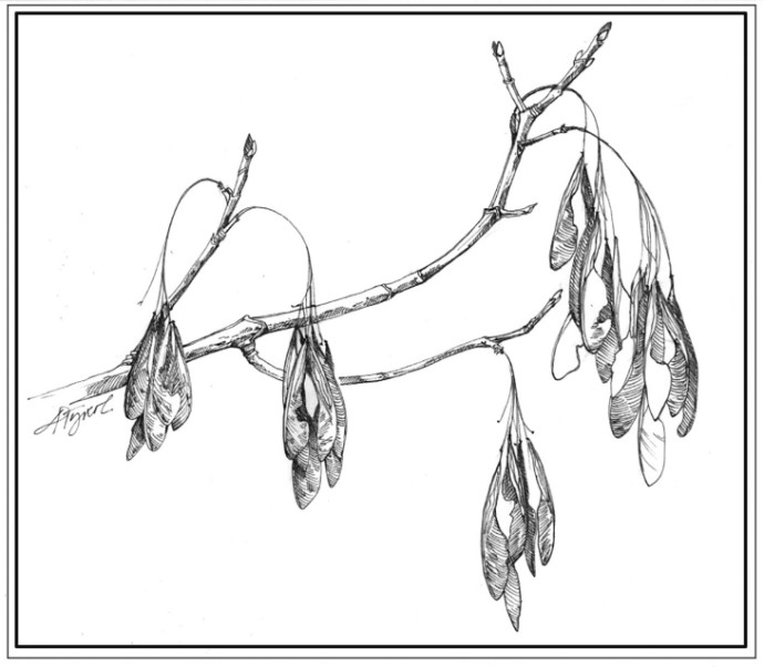 Boxelder