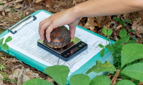 Box turtle measurement