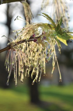 Boxelder_flowers_2.jpg