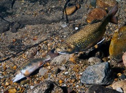 brook_trout3.jpg