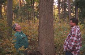 bulich_greason_sugar_maple_sawtimber_800.jpg thumbnail