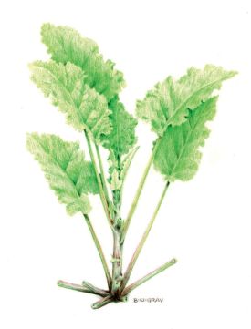 burdock-gray.jpg thumbnail