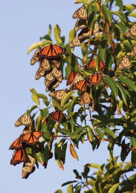 butterflies.jpg thumbnail