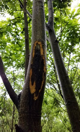 butternut_martell_june.jpg thumbnail