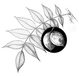 Butternut_web.jpg thumbnail